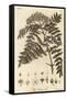 Quicken Tree, Sorbus Aucuparia., 1776 (Engraving)-Johann Sebastien Muller-Framed Stretched Canvas