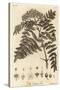 Quicken Tree, Sorbus Aucuparia., 1776 (Engraving)-Johann Sebastien Muller-Stretched Canvas