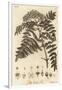 Quicken Tree, Sorbus Aucuparia., 1776 (Engraving)-Johann Sebastien Muller-Framed Giclee Print