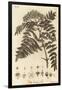 Quicken Tree, Sorbus Aucuparia., 1776 (Engraving)-Johann Sebastien Muller-Framed Giclee Print