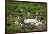 Quidi Vidi Harbor, St. Johns, Newfoundland, Canada-Greg Johnston-Framed Photographic Print