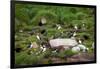 Quidi Vidi Harbor, St. Johns, Newfoundland, Canada-Greg Johnston-Framed Photographic Print