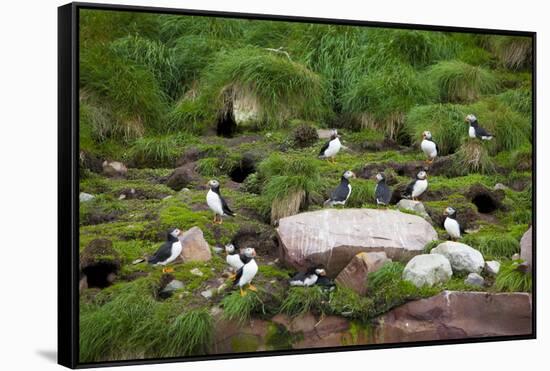 Quidi Vidi Harbor, St. Johns, Newfoundland, Canada-Greg Johnston-Framed Stretched Canvas