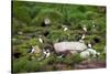 Quidi Vidi Harbor, St. Johns, Newfoundland, Canada-Greg Johnston-Stretched Canvas