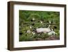 Quidi Vidi Harbor, St. Johns, Newfoundland, Canada-Greg Johnston-Framed Photographic Print