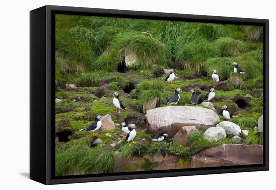 Quidi Vidi Harbor, St. Johns, Newfoundland, Canada-Greg Johnston-Framed Stretched Canvas