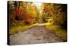 Quiet Autumn Path-Kelly Poynter-Stretched Canvas