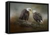 Quiet Conversation Bald Eagles-Jai Johnson-Framed Stretched Canvas