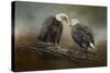 Quiet Conversation Bald Eagles-Jai Johnson-Stretched Canvas