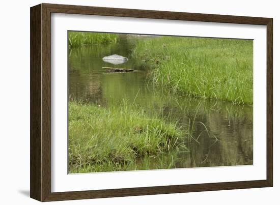 Quiet Creek High in the Jemez Mountains-null-Framed Photographic Print