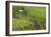 Quiet Creek High in the Jemez Mountains-null-Framed Photographic Print