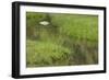 Quiet Creek High in the Jemez Mountains-null-Framed Photographic Print