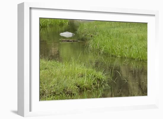 Quiet Creek High in the Jemez Mountains-null-Framed Photographic Print