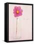 Quiet Floral Setting 1-Susannah Tucker-Framed Stretched Canvas