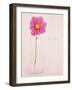Quiet Floral Setting 1-Susannah Tucker-Framed Premium Giclee Print