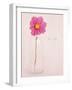 Quiet Floral Setting 1-Susannah Tucker-Framed Premium Giclee Print