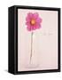 Quiet Floral Setting 1-Susannah Tucker-Framed Stretched Canvas