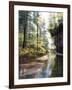 Quiet Forest-Bill Makinson-Framed Giclee Print
