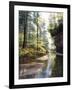 Quiet Forest-Bill Makinson-Framed Giclee Print