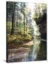 Quiet Forest-Bill Makinson-Stretched Canvas