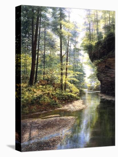 Quiet Forest-Bill Makinson-Stretched Canvas