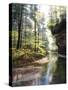 Quiet Forest-Bill Makinson-Stretched Canvas
