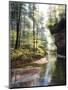Quiet Forest-Bill Makinson-Mounted Giclee Print