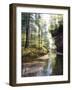 Quiet Forest-Bill Makinson-Framed Giclee Print