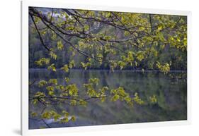 Quiet Morning in Fall, Cabot Trail, Cape Breton, Nova Scotia, Canada, North America-Patrick J. Wall-Framed Photographic Print