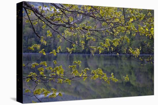 Quiet Morning in Fall, Cabot Trail, Cape Breton, Nova Scotia, Canada, North America-Patrick J. Wall-Stretched Canvas