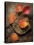 Quiet Nature Fall Collection 3-Julie Greenwood-Stretched Canvas