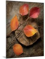 Quiet Nature Fall Collection 3-Julie Greenwood-Mounted Premium Giclee Print