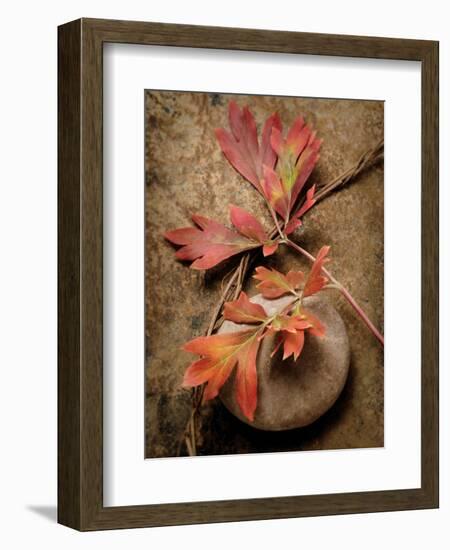 Quiet Nature Fall Collection 4-Julie Greenwood-Framed Art Print