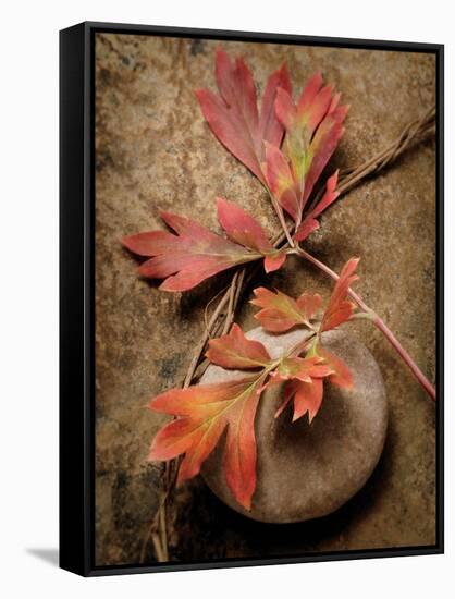 Quiet Nature Fall Collection 4-Julie Greenwood-Framed Stretched Canvas