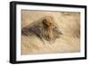 Quiet Observation-Francesco Riccardo Iacomino-Framed Giclee Print