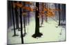 Quiet Woods-David Winston-Mounted Art Print