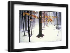 Quiet Woods-David Winston-Framed Giclee Print