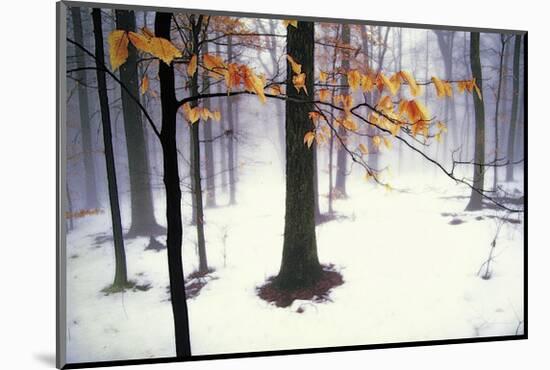 Quiet Woods-David Winston-Mounted Giclee Print