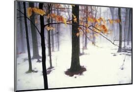 Quiet Woods-David Winston-Mounted Giclee Print