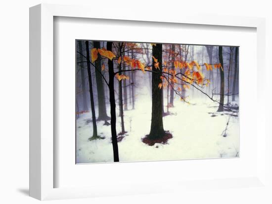 Quiet Woods-David Winston-Framed Art Print