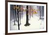 Quiet Woods-David Lorenz Winston-Framed Art Print