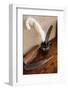 Quill pens ready for use, Santa Fe, New Mexico, Usa.-Julien McRoberts-Framed Photographic Print