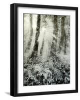 Quimia-Craig Satterlee-Framed Photographic Print