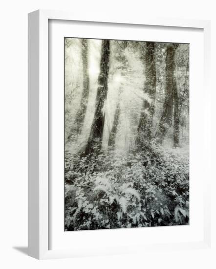 Quimia-Craig Satterlee-Framed Photographic Print