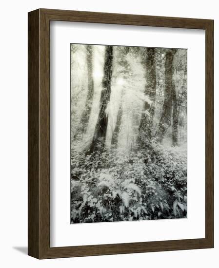 Quimia-Craig Satterlee-Framed Photographic Print