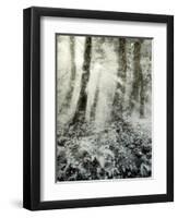 Quimia-Craig Satterlee-Framed Photographic Print