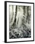 Quimia-Craig Satterlee-Framed Photographic Print