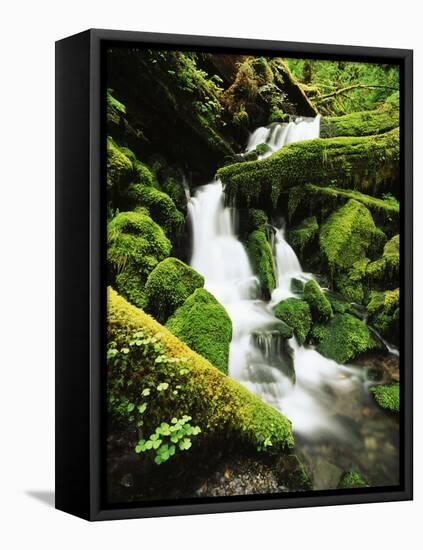 Quinalt Rainforest with Graves Creek Tributary, Olympic National Park, Washington State, USA-Stuart Westmorland-Framed Stretched Canvas