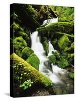 Quinalt Rainforest with Graves Creek Tributary, Olympic National Park, Washington State, USA-Stuart Westmorland-Stretched Canvas