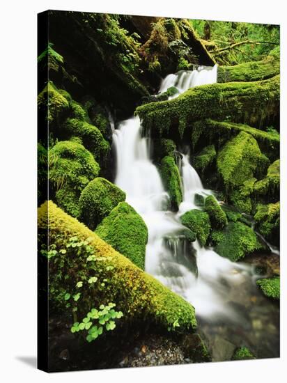 Quinalt Rainforest with Graves Creek Tributary, Olympic National Park, Washington State, USA-Stuart Westmorland-Stretched Canvas
